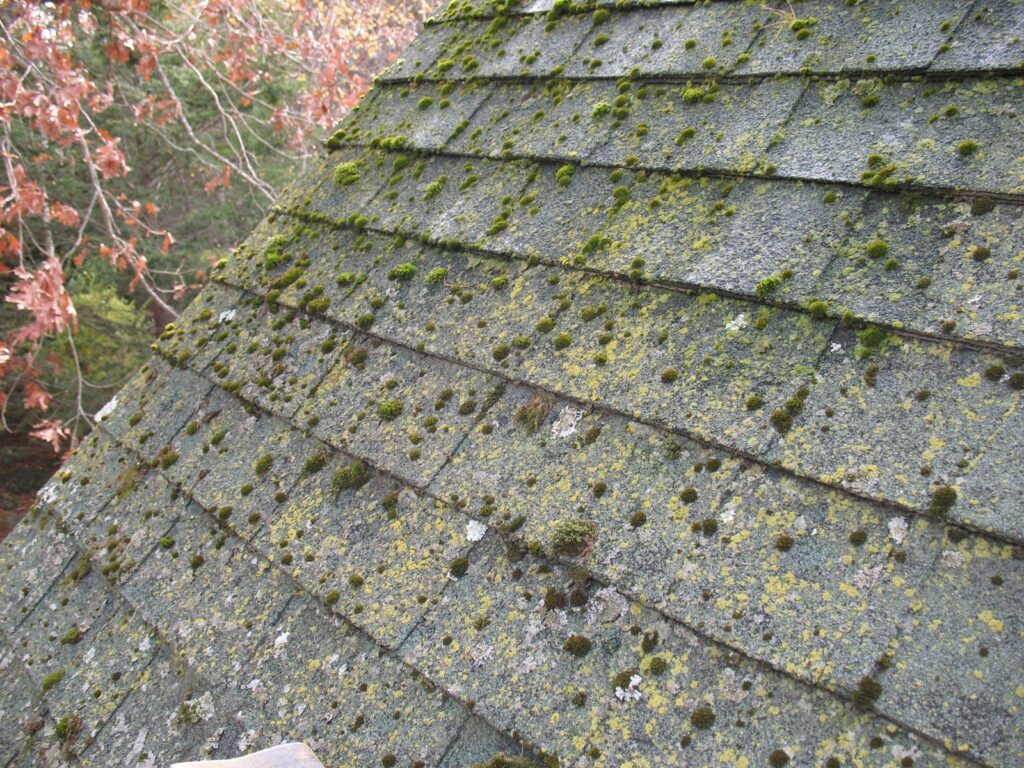 services-02 moss mold and lichen treatment cleaning roof