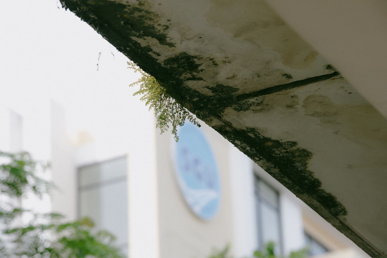 The Art of Drawing Readers In: Your attractive post title goes here Overgrown moss and plants on urban structure at a university in Ho Chi Minh.