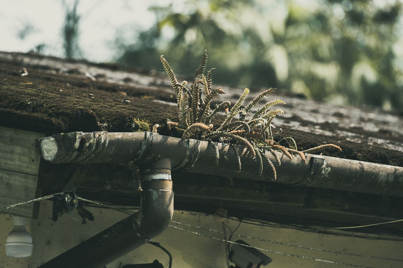 services-01 Ferns growing on a mossy roof in São Paulo create a rustic, natural scene.